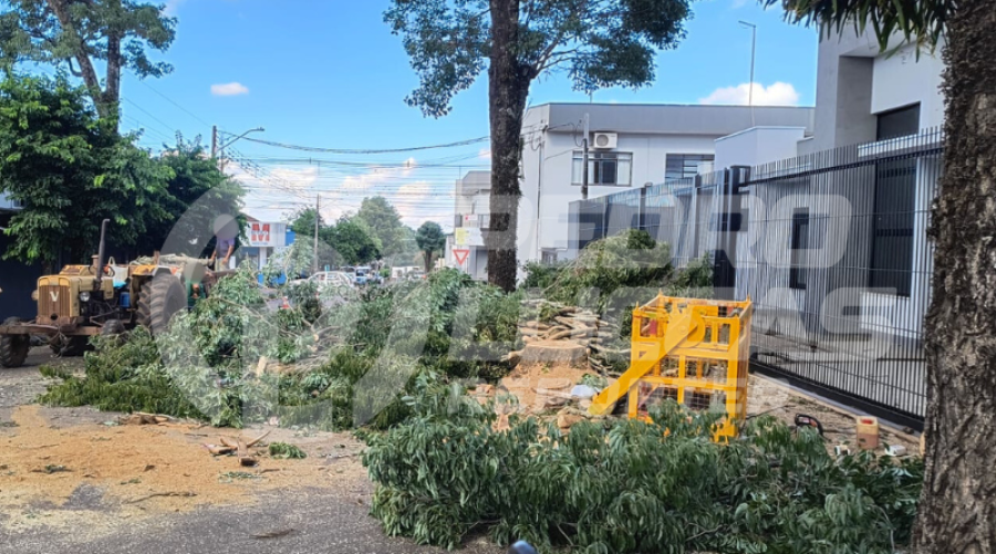 Servidora da Prefeitura é ameaçada durante fiscalização de corte ilegal de árvore em Mandaguari